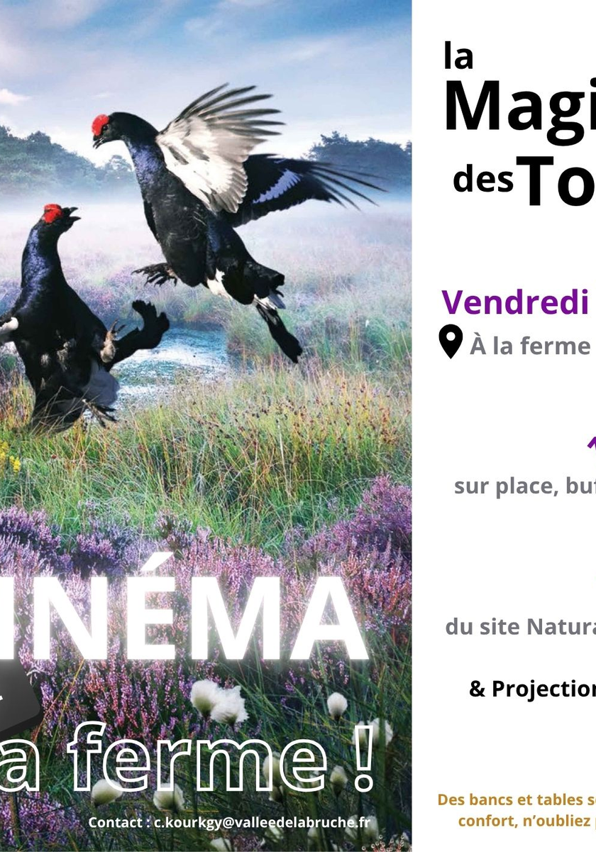 Cinéma plein air